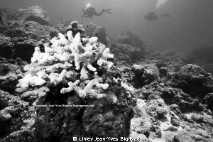 Coin de Mire/Gunners Point
Linley Jean-Yves Bignoux by Linley Jean-Yves Bignoux 